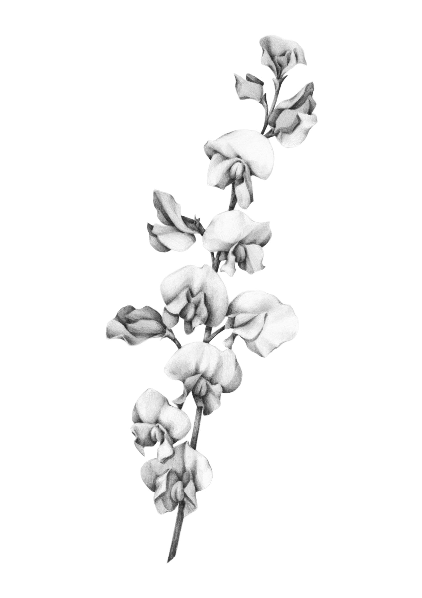 Orchid Stem Illustration A3 Print