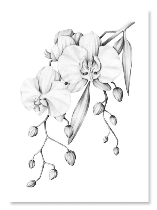 Custom Pencil Illustration