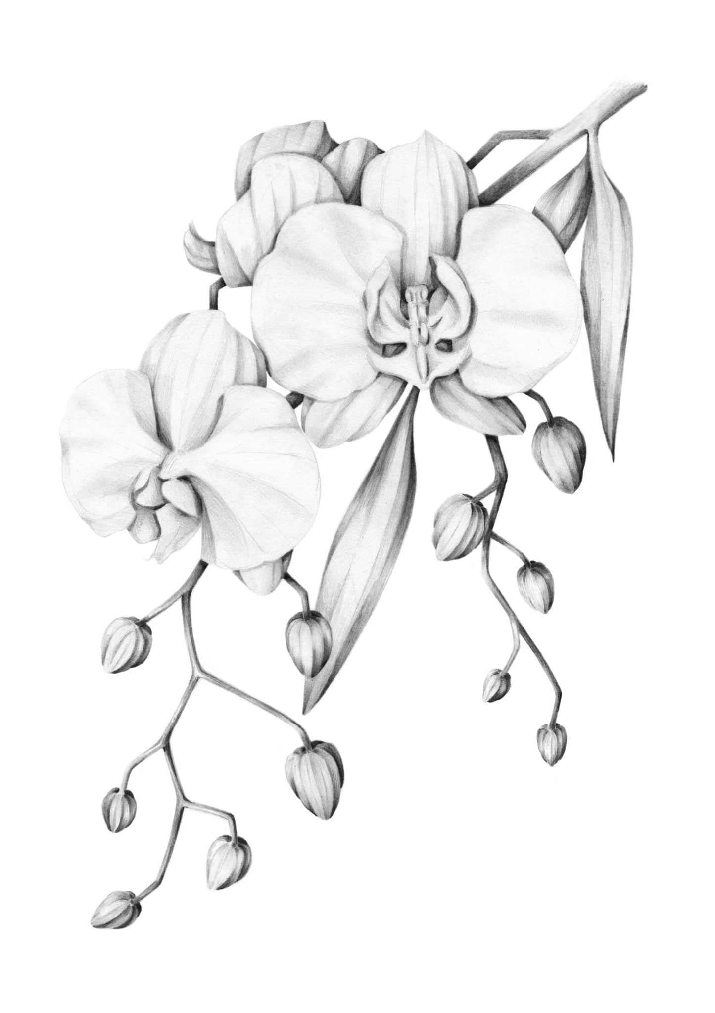 Orchid Illustration A3 Print