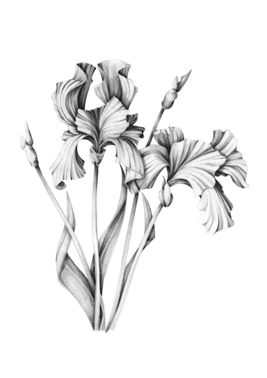 Iris Illustration A3 Print