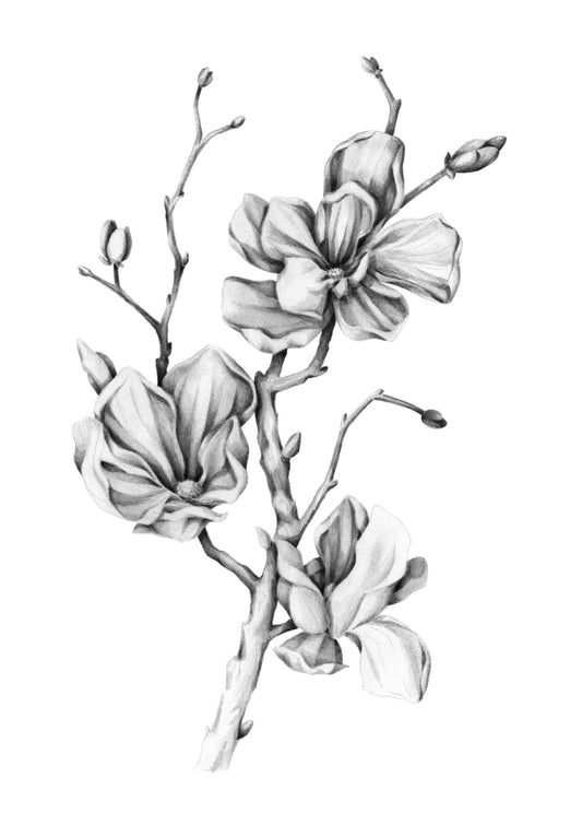 Blossom Branch Illustration A3 Print