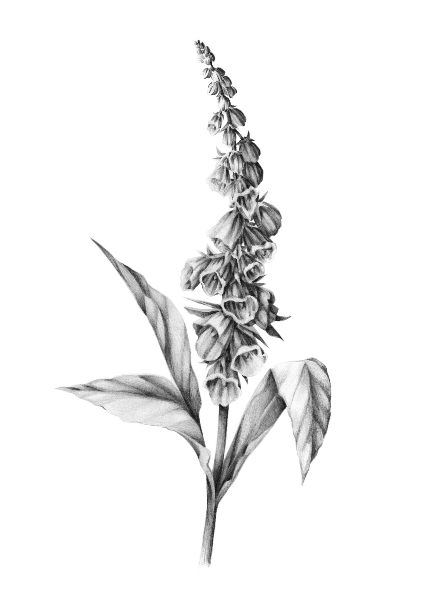 Foxglove Illustration A3 Print