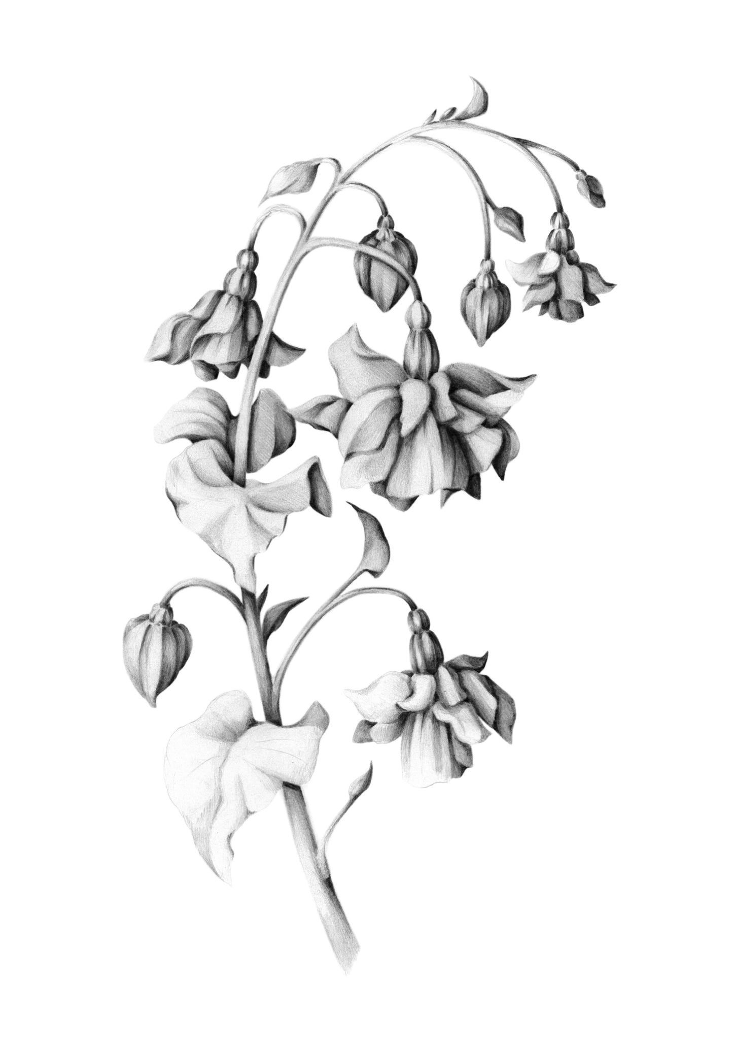 Aqualisa Illustration A3 Print