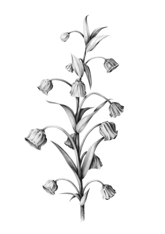 Bluebell Illustration A3 Print