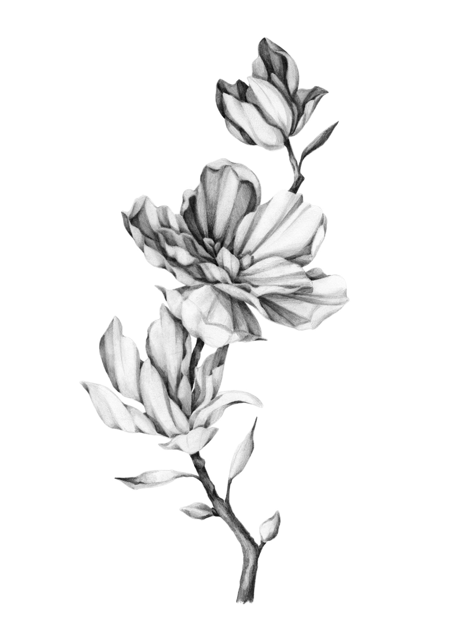 Magnolia Illustration A3 Print
